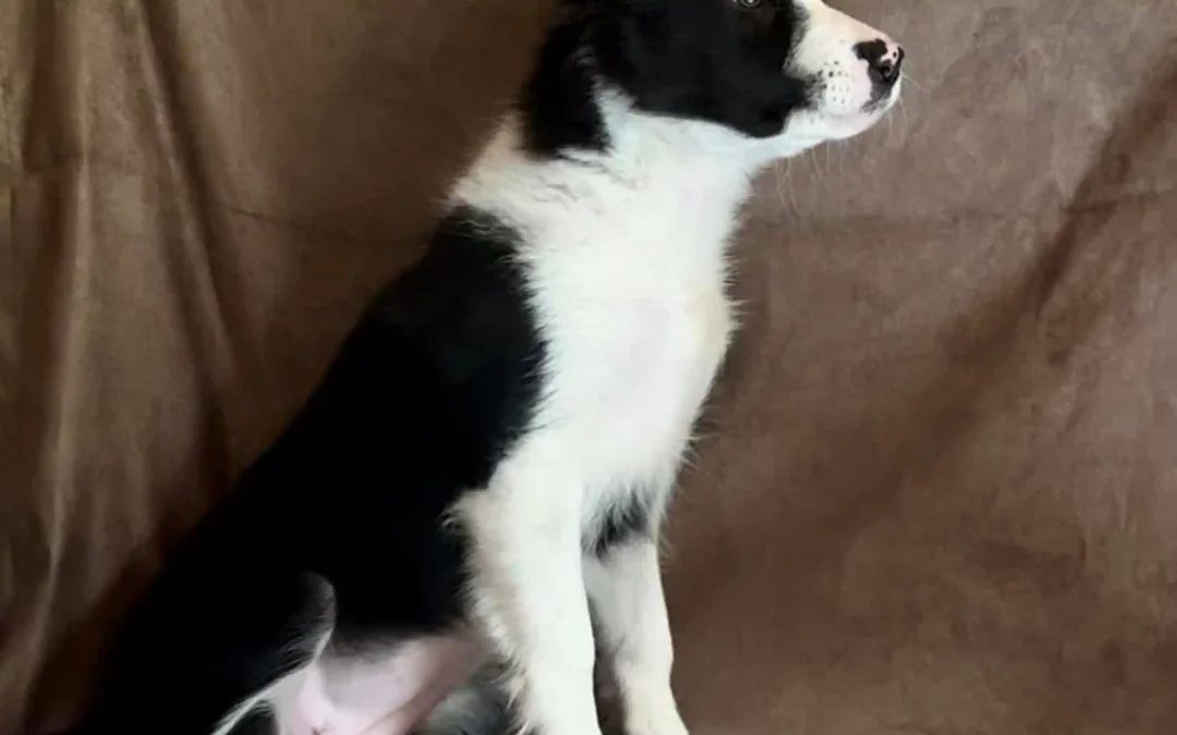 Les avantages de l&rsquo;éducation précoce des chiots : conseils et techniques