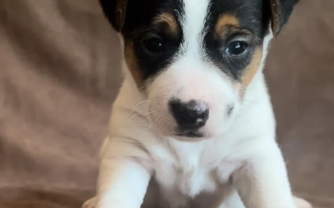Comment choisir la race de chien qui vous convient ?