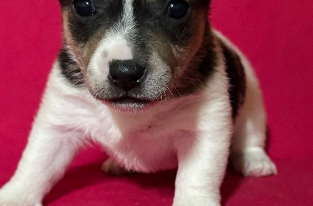 Jack Russell terrier