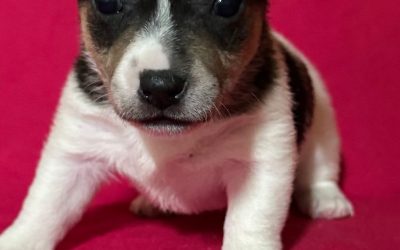 Jack Russell terrier
