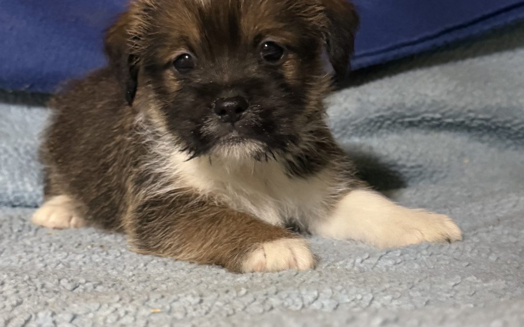 Jack Russell X Shih tzu