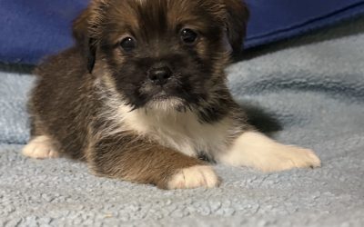 Jack Russell X Shih tzu