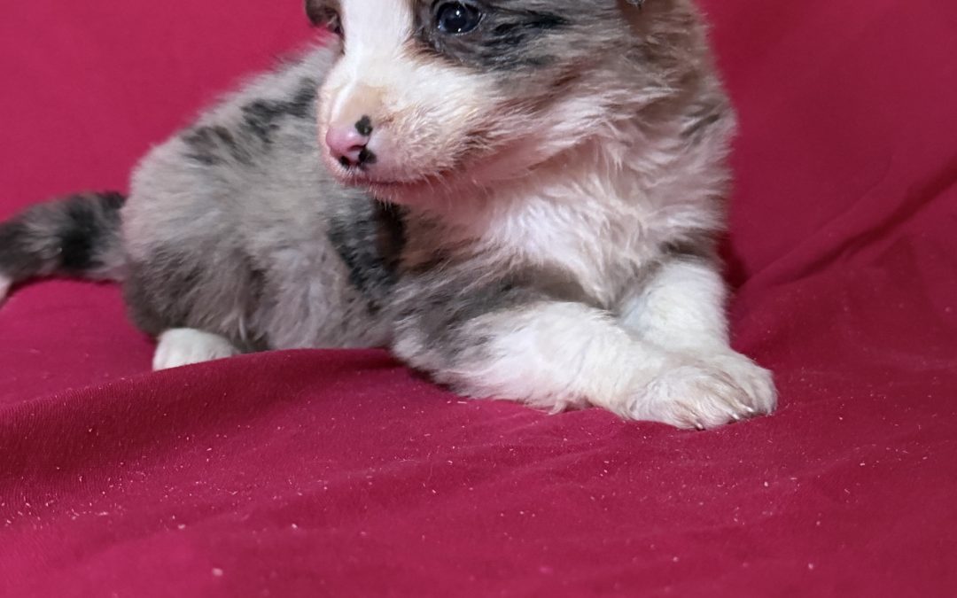 Border collie