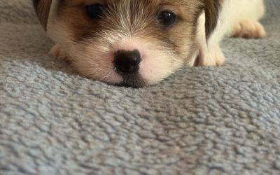 Jack Russell X Shih tzu