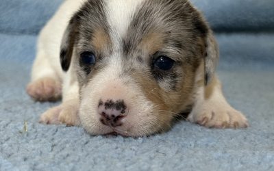 Jack Russell terrier