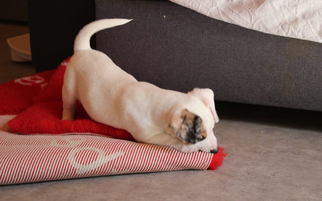 Jack Russell terrier