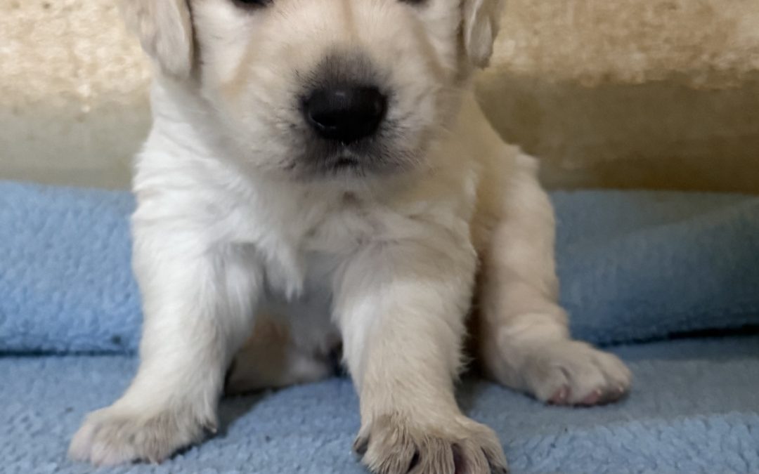 Golden retriever