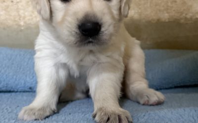 Golden retriever