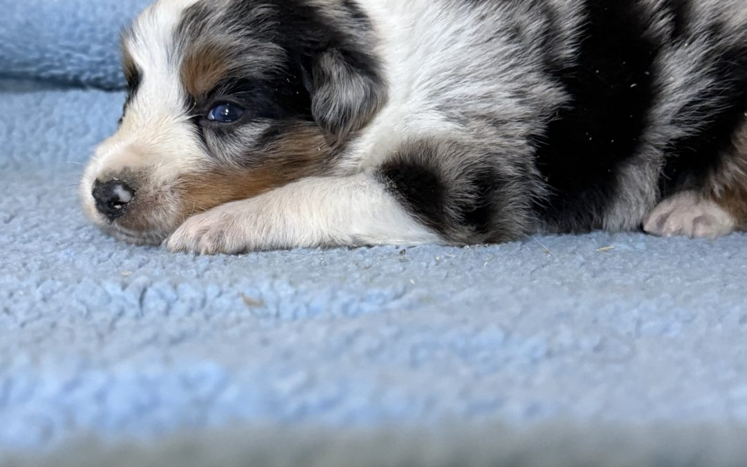 Border collie