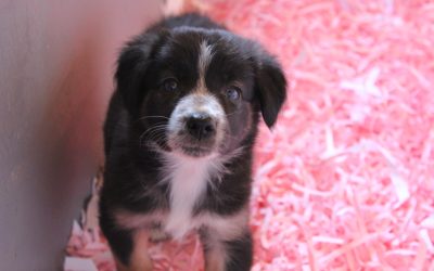 Border collie